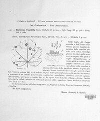 Marssonina truncatula image
